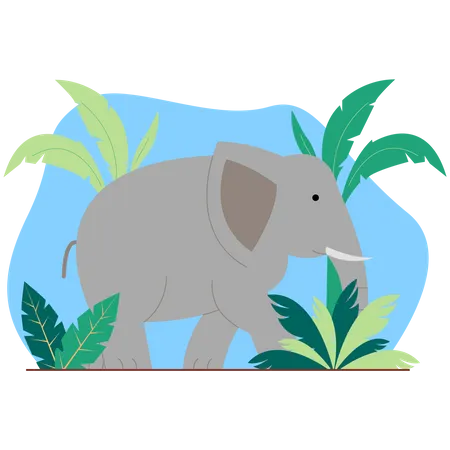 Elephant  Illustration