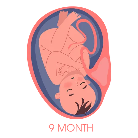 Embrião no útero nono mês  Ilustração