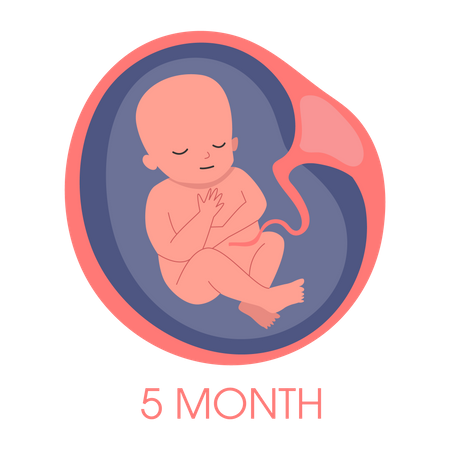 Embrião no útero no quinto mês  Ilustração