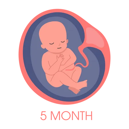Embrião no útero no quinto mês  Ilustração