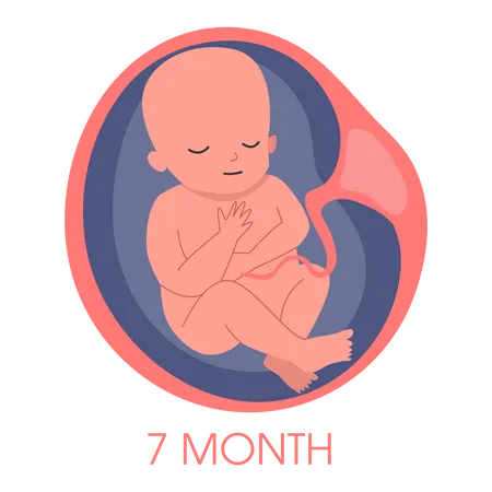 Embrião no útero no sétimo mês  Ilustração