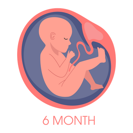 Embrião no útero no sexto mês  Ilustração