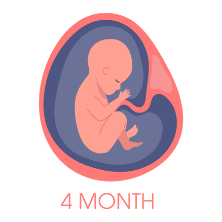 Embrión en el útero cuarto mes.  Ilustración