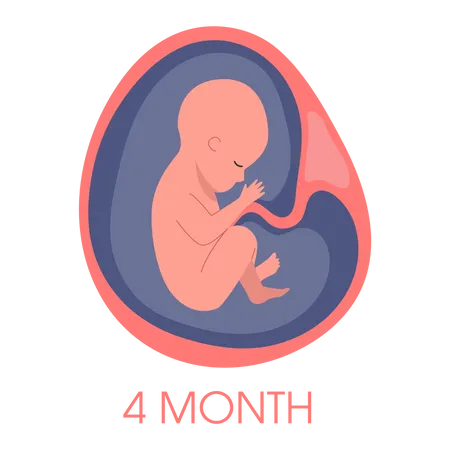 Embrión en el útero cuarto mes.  Ilustración