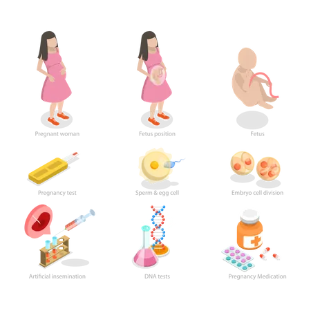 Embryo Development  Illustration