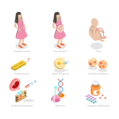 Embryo Development  Illustration