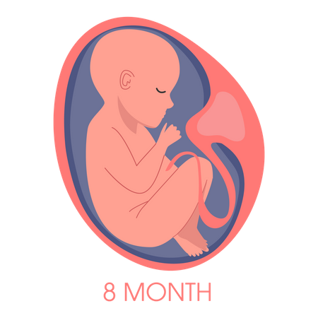 Embryo in womb eighth month  Illustration