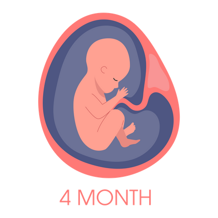 Embryo in womb fourth month  Illustration