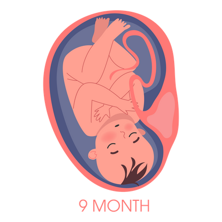 Embryo in womb ninth month  Illustration