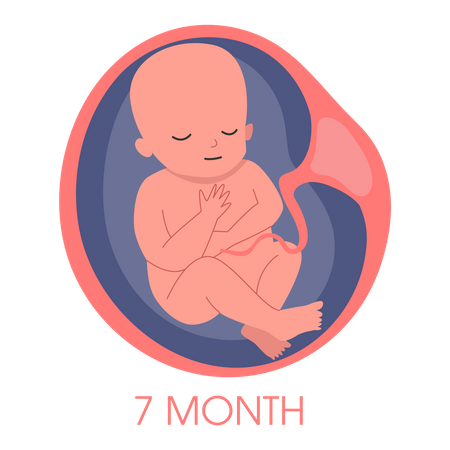 Embryo in womb seventh month  Illustration