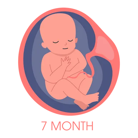 Embryo in womb seventh month  Illustration