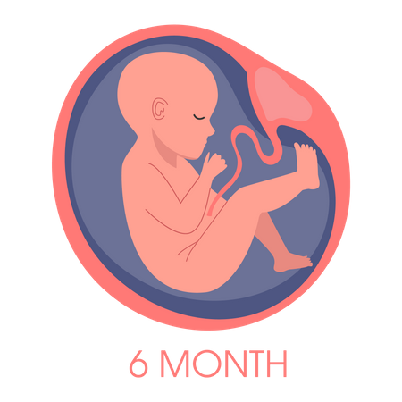 Embryo in womb sixth month Illustration