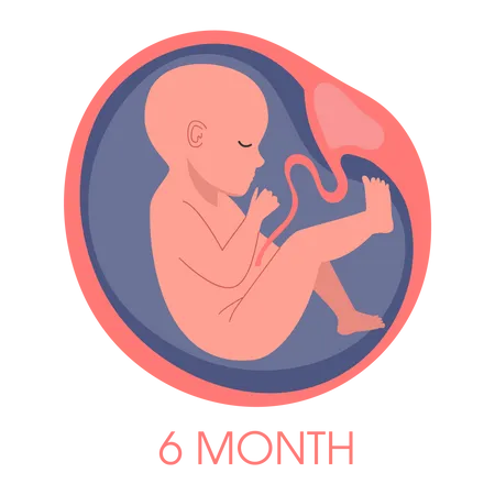 Embryo in womb sixth month  Illustration