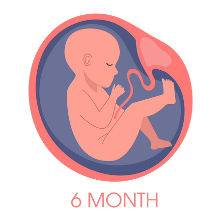 Embryo in womb sixth month  Illustration