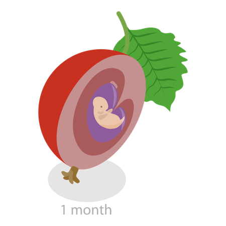 Monatliche Wachstumsstadien des Embryos  Illustration