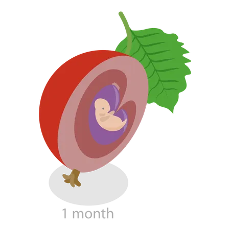 Monatliche Wachstumsstadien des Embryos  Illustration