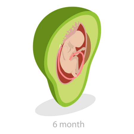 Embryo Monthly Growth Stages  Illustration