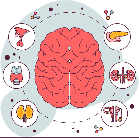 Endocrine system organ  Illustration