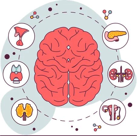 Endocrine system organ  Illustration