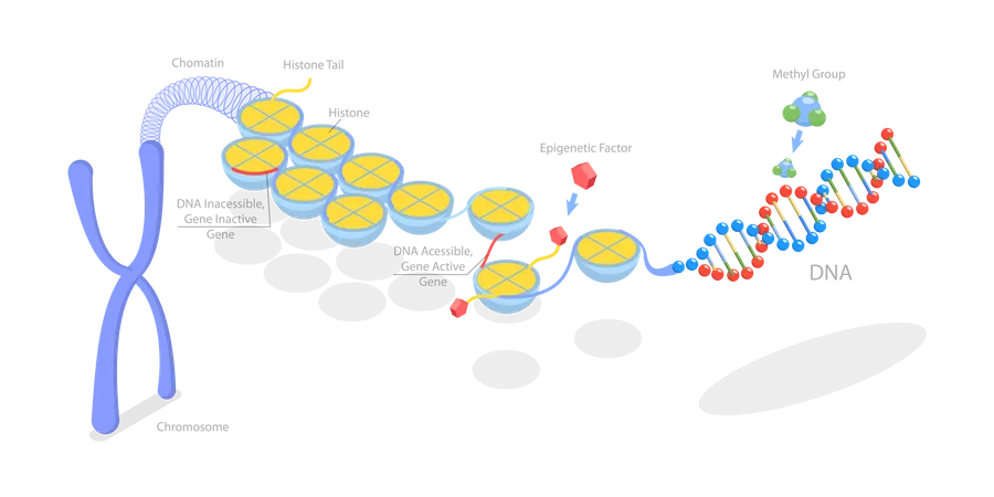 3 D Isometric Flat Vector Conceptual Illustration Of Epigenetic Mechanisms Educational Labeled Scheme Illustration