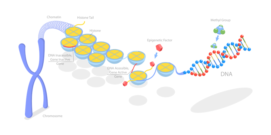 Epigenetic Mechanisms  Illustration