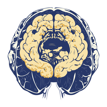 Escaneo cerebral  Ilustración