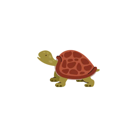 Especies de tortugas  Ilustración