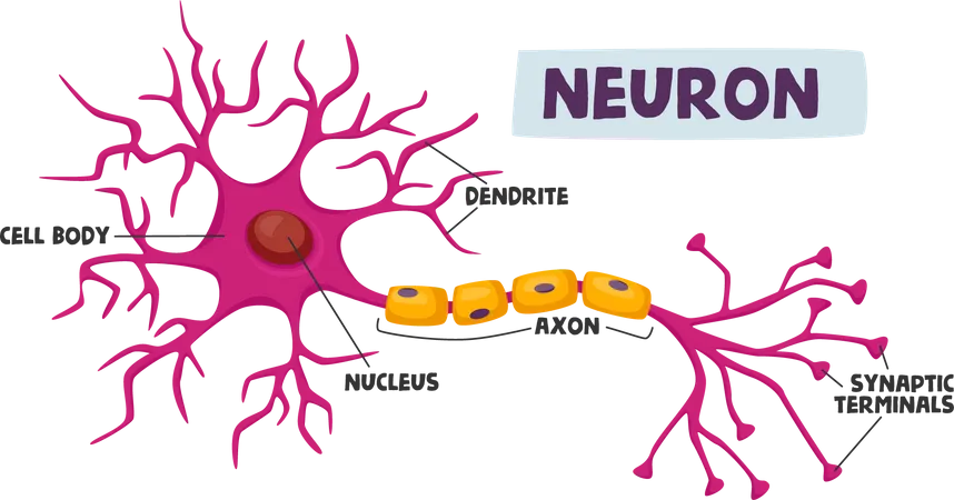 Esquema De Neuronios Humanos Infograficos Dendrito Corpo Celular Axonio E Nucleo Com Terminais Sinapticos Infografico Medico Cientifico Auxilio A Aprendizagem Isolado Em Fundo Branco Ilustra O Vetorial De Desenho Animado Ilustração