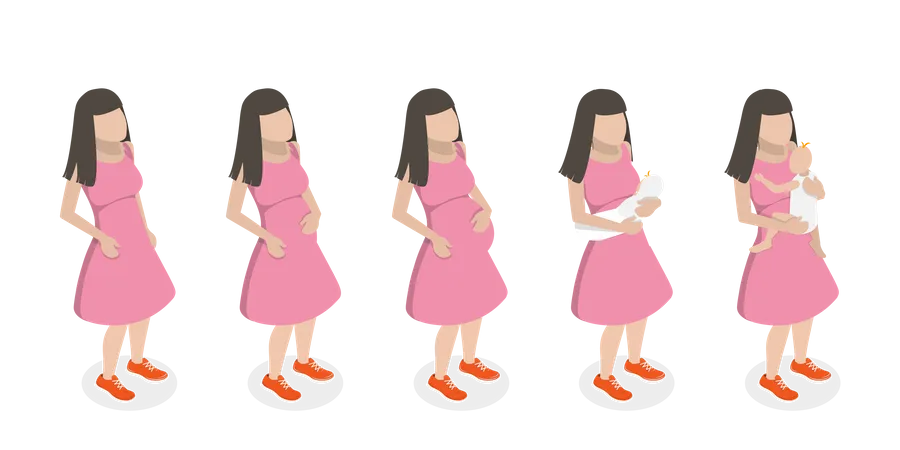 Fases da gravidez  Ilustração