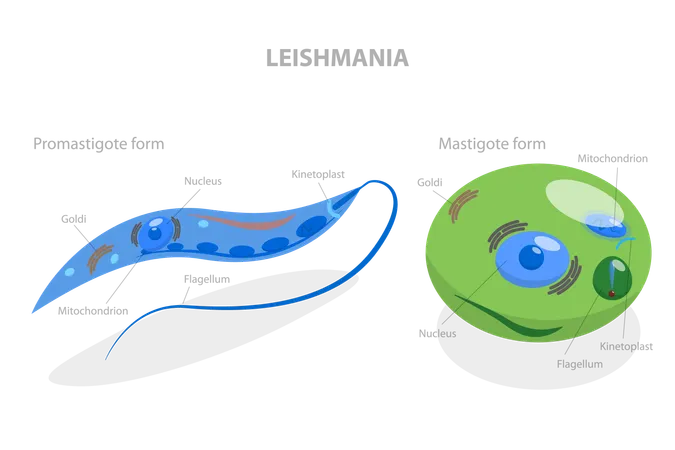 Estructura de leishmania  Ilustración