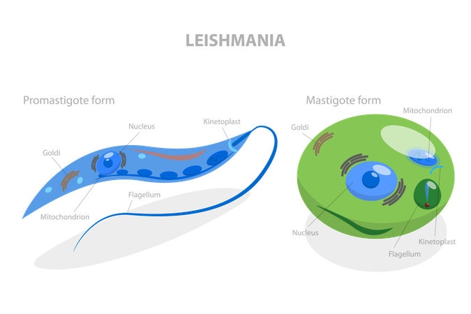 Estrutura da leishmania  Ilustração