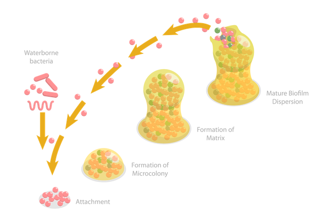 Etapas de formación de biopelículas  Ilustración