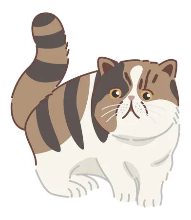 Exotic shorthair cat  Illustration