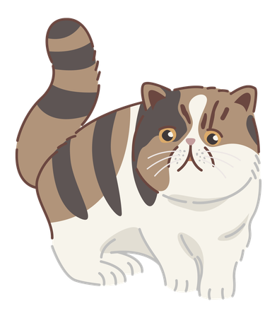 Exotic shorthair cat  Illustration