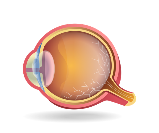 Eye  イラスト