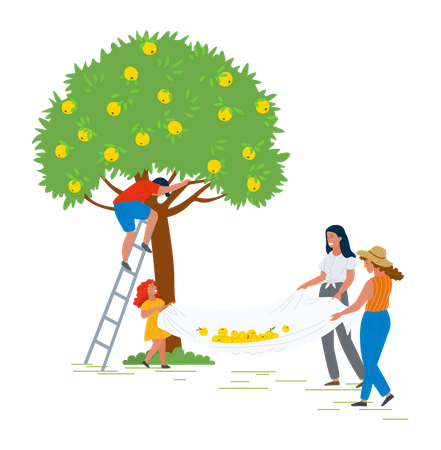 Família coletando frutos da árvore  Ilustração