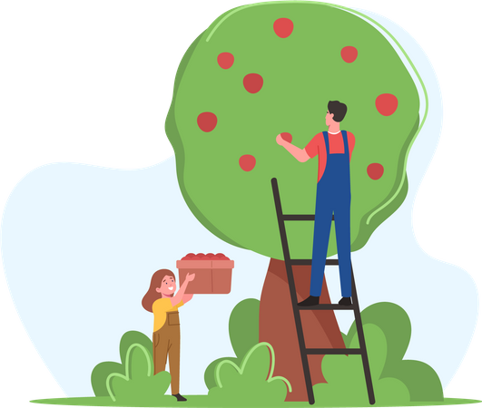 Famille d'agriculteurs, père et fille, cueillent la récolte de pommes dans un panier dans un verger  Illustration