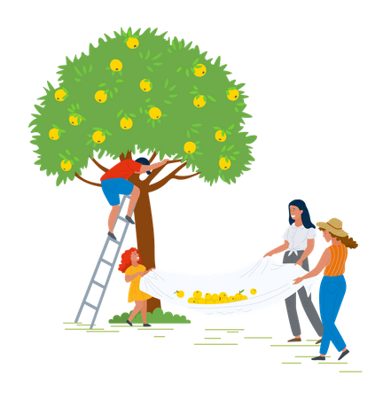 Family collecting fruits from tree  Illustration