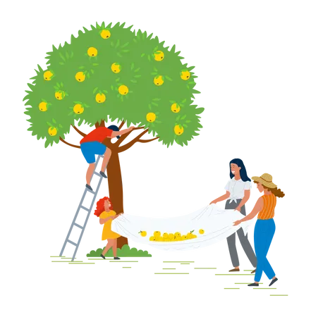 Family collecting fruits from tree  Illustration