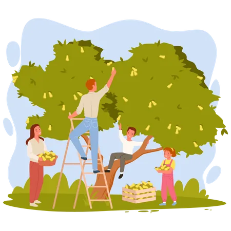 Family harvesting fruits  Illustration