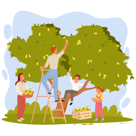 Family harvesting fruits  Illustration