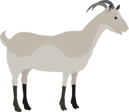 Farm Pet Goat  Illustration