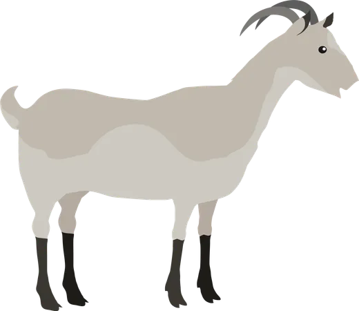 Farm Pet Goat  Illustration