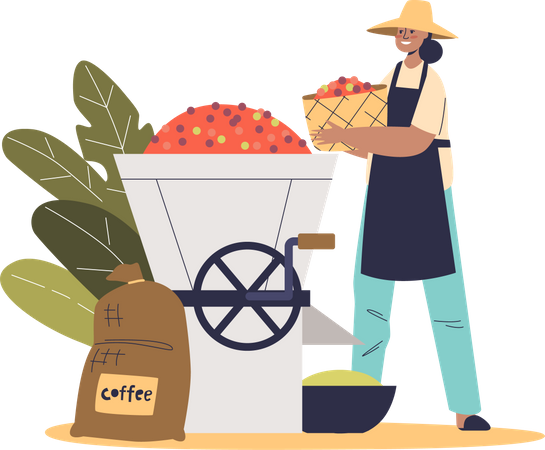 Farm worker putting coffee beans in grinder for industrial roasting Illustration