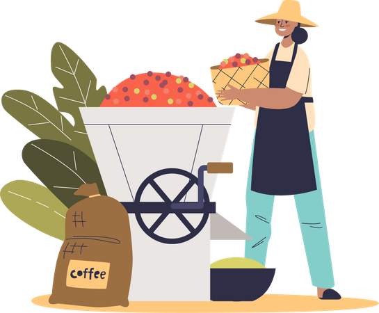 Farm worker putting coffee beans in grinder for industrial roasting  Illustration