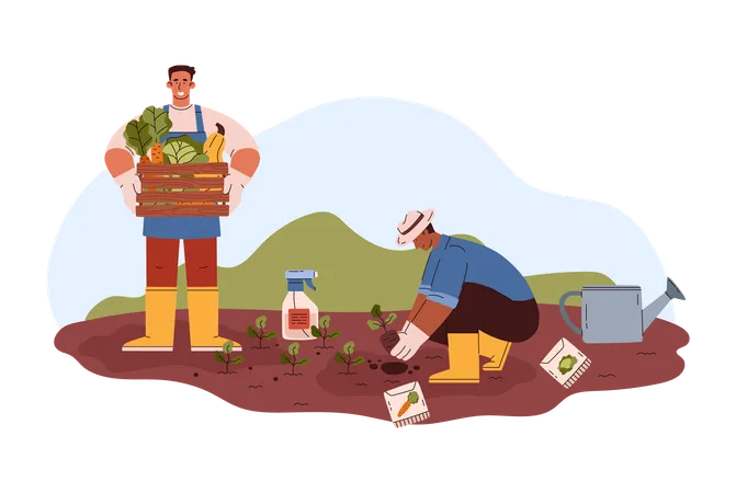 Farm Or Greenhouse Workers Picking Vegetables In Autumn Flat Cartoon Vector Illustration Isolated On White Background Farmers Or Agronomists At Work In Field Illustration