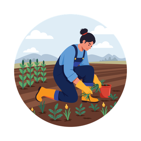 Farme Planting Vegetable Seedlings  Illustration