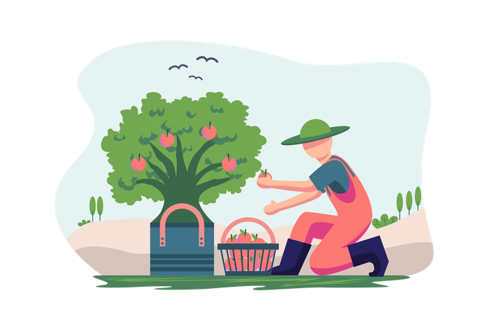 Farmer Collecting Apples  Illustration