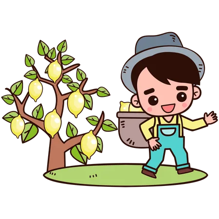 Farmer collecting lemon  Illustration