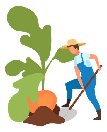 Farmer doing root Crops Harvesting  Illustration